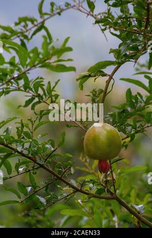 Nahaufnahme eines Granatapfels auf einem Baum, Ella, Sri Lanka Stockfoto