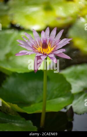 Nahaufnahme einer isolierten rosa Lotusblume, die auf den grünen Blättern in einem Teich blüht. Hochformat Stockfoto