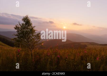 Rosa blühende Sally Blumen bedeckte Bergwiese im Sommer. Schönheit Sonnenuntergang Licht leuchtet auf einem Vordergrund. Landschaftsfotografie Stockfoto
