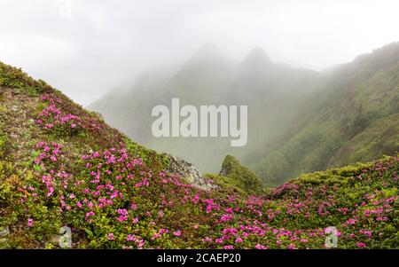 Rhododendron Blumen bedeckte Bergwiese im Sommer. Nebel und Nebel umhüllen die Berggipfel. Landschaftsfotografie Stockfoto