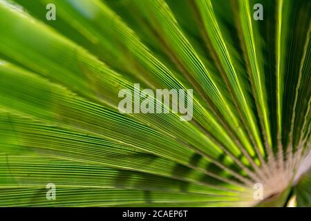 Nahaufnahme eines Palmenblatts im Morgensonne Stockfoto