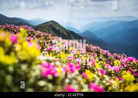 Rhodendron-Blumen bedeckten in der Sommerzeit eine Bergwiese. Violettes Sonnenaufgangslicht, das auf einem Vordergrund leuchtet. Landschaftsfotografie Stockfoto