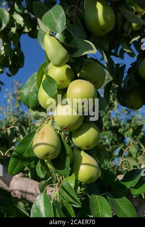 Baum mit Früchten Birnen auf den Zweigen sind ein traditionelles Essen der sizilianischen Landwirtschaft Stockfoto