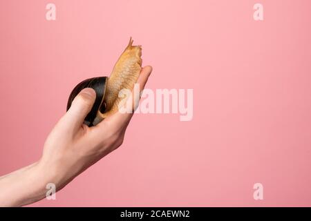 Schnecke sitzt auf schöner männlicher Hand, kreatives Konzept, Stockfoto