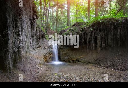 Klare Bergbach im üppigen Wald. Wildnisszene mit reinem Wasser und Baumwurzeln. Natur Hintergrund Stockfoto