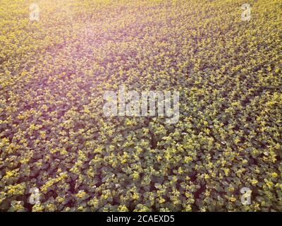 Hintergrund von schönen blühenden Sonnenblumen auf dem Feld mit dem Strahlen der Abendsonne. Stockfoto