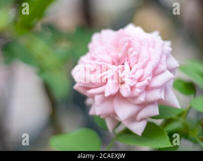 Nahaufnahme einer rosa Rose in einem Garten. Botanik und Blumen Stockfoto