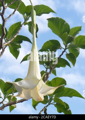 Nahaufnahme einer niedlichen Brugmansia Versicolor unter dem Sonnenlicht Stockfoto