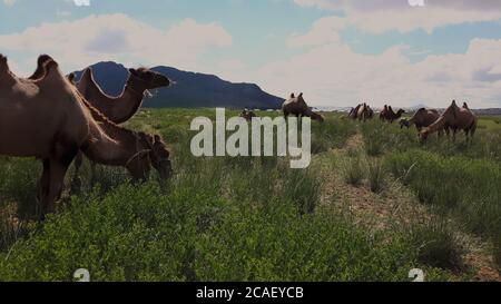 Eine Familie von Kamelen in einer riesigen Wiese bei einem Entfernter Berg in der mongolischen Landschaft Stockfoto