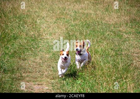 Glückliche Hunde der Jack Russell Terrier Rasse laufen und laufen auf der Wiese, Paarungshunde und Zucht. Stockfoto