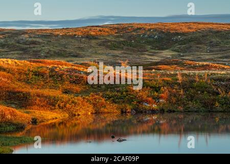 Teiche und baumloses Gelände bei Sonnenaufgang, Hwy 470 in der Nähe von Margaree, Neufundland und Labrador NL, Kanada Stockfoto