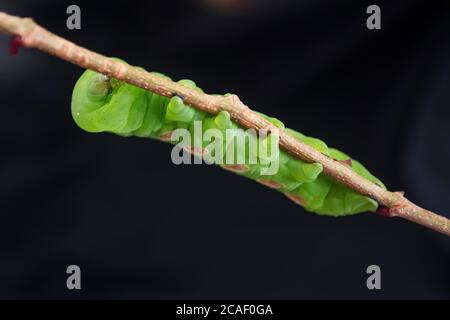 Nahaufnahme einer Pandora Sphinx Moth Raupe, Stockfoto