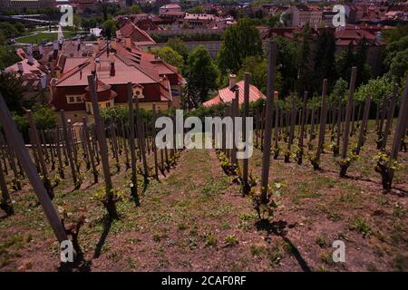 Weinberg auf einem Hügel, junge Bäume in Reihe, Stadtlandschaft im Hintergrund, Weintraube Plantage in der Stadt, junge Bäume sind an Pfähle gebunden Stockfoto