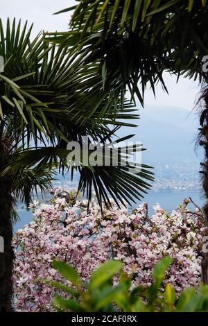 Großer und üppiger Busch von rosa Magnolienblüten, Blick durch Palmblätter, blauer Himmel in der Ferne, bunte und lebendige Pflanzen, Frühling in europa Stockfoto