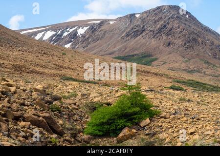 Lärche in Tablelands, Gros Morne National Park, Neufundland und Labrador NL, Kanada Stockfoto