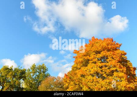 Schöner Blick auf hohe gesunde Herbstbäume vor blauem und bewölktem Himmel Stockfoto