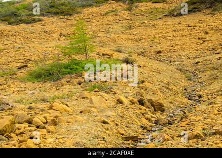 Lärche in Tablelands, Gros Morne National Park, Neufundland und Labrador NL, Kanada Stockfoto