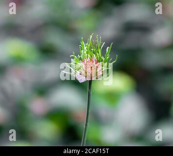Blühende Schnittlauch Pflanze. Stockfoto