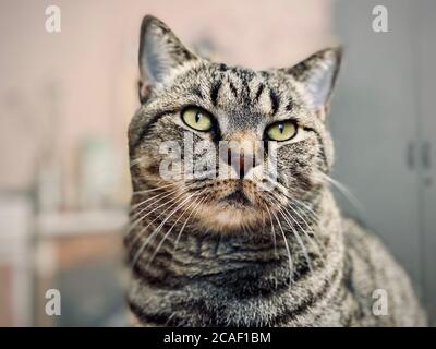 Eine graue Katze mit einem harten, bedrohlichen Look sitzt Stockfoto