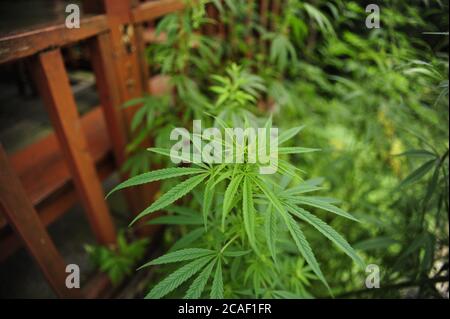 Flacher Fokus Schuss einer lebendigen grünen Cannabispflanze Stockfoto