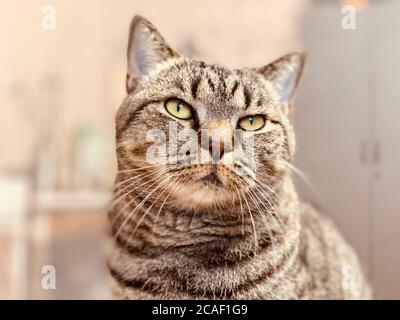 Eine graue Katze mit einem harten, bedrohlichen Look sitzt Stockfoto