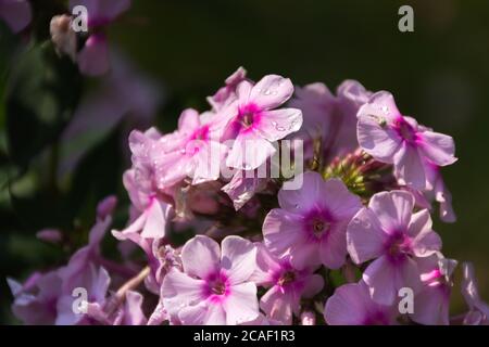 Pink Phlox Nahaufnahme auf dem verschwommenen Hintergrund des Gartens. Eine schöne Blume im selektiven Fokus. Herbstgartenblumen in weichen rosa Farbtönen. Stockfoto