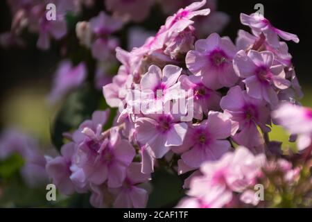 Pink Phlox Nahaufnahme auf dem verschwommenen Hintergrund des Gartens. Eine schöne Blume im selektiven Fokus. Herbstgartenblumen in weichen rosa Farbtönen. Stockfoto