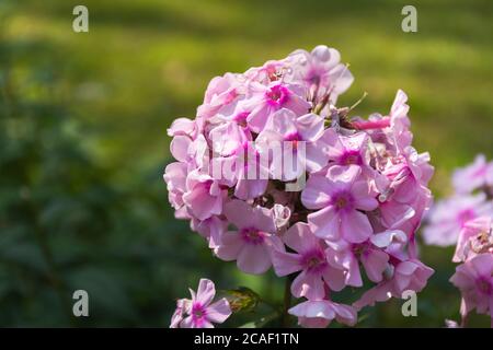 Pink Phlox Nahaufnahme auf dem verschwommenen Hintergrund des Gartens. Eine schöne Blume im selektiven Fokus. Herbstgartenblumen in weichen rosa Farbtönen. Stockfoto