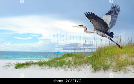 Nahaufnahme eines großen Blaureihers, der von einem abheben Schöner weißer Sandstrand mit Meeresölen auf einem wolkigen Tag Stockfoto