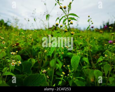 Eine schöne niedrige Aufnahme eines Feldes von grünen Blumen Stockfoto