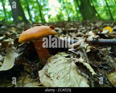 Ein glatter gelber Pilz in einem grünen Kiefernwald mit dem Fokus auf den giftigen Pilz Stockfoto