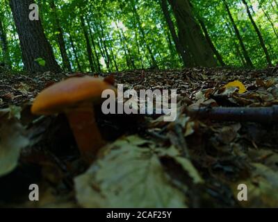 Ein glatter gelber Pilz in einem grünen Kiefernwald mit dem Fokus auf den grünen Wald Stockfoto