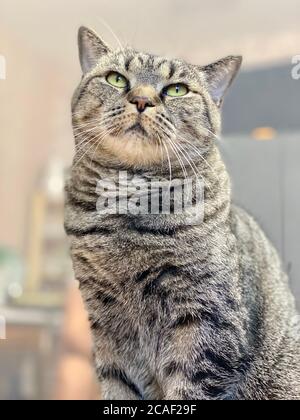 Eine graue Katze mit einem harten, bedrohlichen Look sitzt Stockfoto