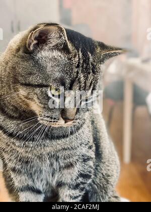 Eine graue Katze mit einem harten, bedrohlichen Look sitzt Stockfoto