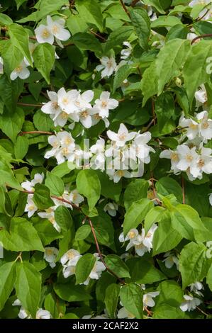 Philadelphus coronarius Mock Orange blüht im Frühsommer EIN Laub Mehrjähriger Strauch, der voll winterhart ist, auch Englisch Dogwood genannt Stockfoto