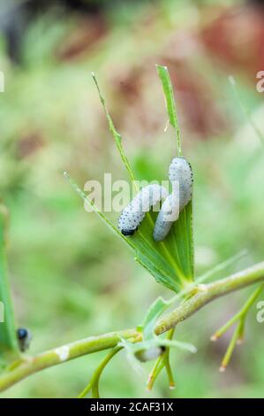 Blattschäden durch die Larven der Säge Phymatocera aterrima auf Polygonatum Solomons Seal Blatt im Frühsommer Stockfoto