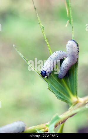 Blattschäden durch die Larven der Säge Phymatocera aterrima auf Polygonatum Solomons Seal Blatt im Frühsommer Stockfoto