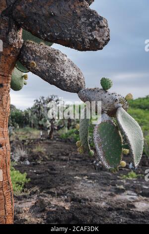Vertikale Aufnahme eines großen Kaktusbaums im Park Stockfoto