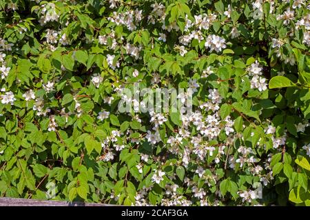 Philadelphus coronarius Mock Orange blüht im Frühsommer EIN Laub Mehrjähriger Strauch, der voll winterhart ist, auch Englisch Dogwood genannt Stockfoto