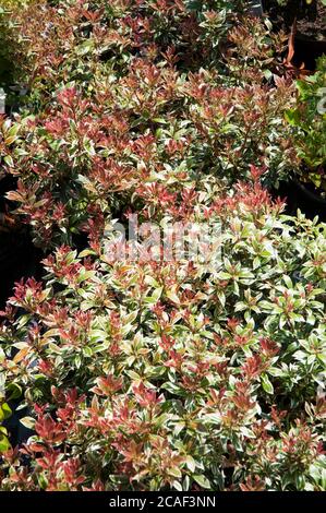 Pieris japonica Carnaval mit roten Blättern im Frühling, die im Sommer zu grün und weiß werden ein immergrüner, mehrjähriger Strauch, der frosthart ist. Stockfoto