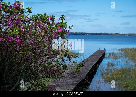 Eine hölzerne Promenade, die zu einem ruhigen blauen See und Landmasse führt. Der Himmel ist hellblau mit weißen Wolken im Hintergrund. Stockfoto