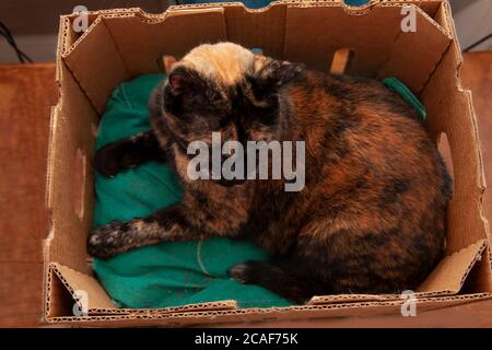 Wenn es passt, sitzt ich schwarz und orange Katze in einem Karton Stockfoto