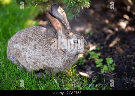 Nahaufnahme eines schönen grauen Kaninchens, das auf einem grünen Rasen isst. Hare sitzt im Sommer an einem sonnigen Tag auf grünem Gras. Vegane und fleischfreie Ernährung. Pelzis Stockfoto