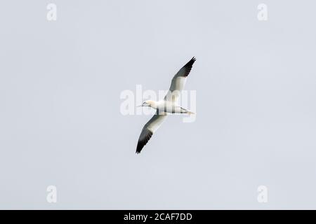 Eine einzige weiße und gelbe Gannette, die durch den grauen Himmel gleitet. Der wild fliegende Seevögel hat schwarze Flügelspitzen. Stockfoto