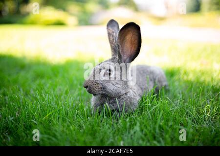 Nahaufnahme eines schönen grauen Kaninchens, das auf einem grünen Rasen isst. Hare sitzt im Sommer an einem sonnigen Tag auf grünem Gras. Vegane und fleischfreie Ernährung. Pelzis Stockfoto