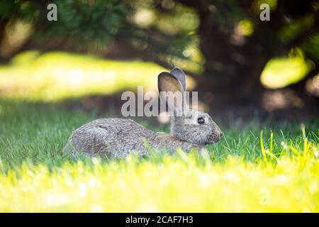 Nahaufnahme eines schönen grauen Kaninchens, das auf einem grünen Rasen isst. Hare sitzt im Sommer an einem sonnigen Tag auf grünem Gras. Vegane und fleischfreie Ernährung. Pelzis Stockfoto