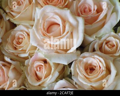 Nahaufnahme von weißen Rosen Stockfoto