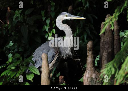 Reiher am Reelfoot See auf der Suche nach Fischen Stockfoto