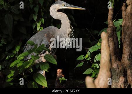 Reiher am Reelfoot See auf der Suche nach Fischen Stockfoto