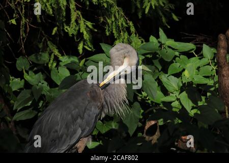 Reiher am Reelfoot See Preening Stockfoto